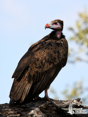 Juvenile White-headed Vulture