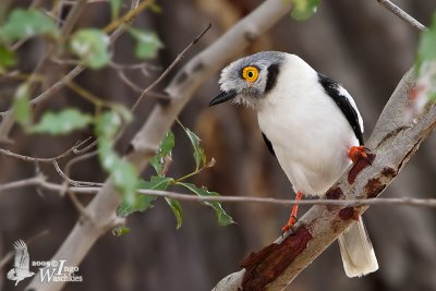 Adult White-crested Helmetshrike