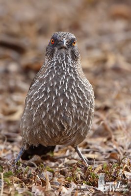 Adult Arrow-marked Babbler