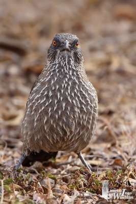 Adult Arrow-marked Babbler