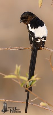 Adult Magpie Shrike