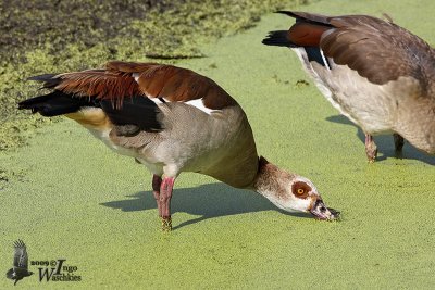 Adult Egyptian Goose