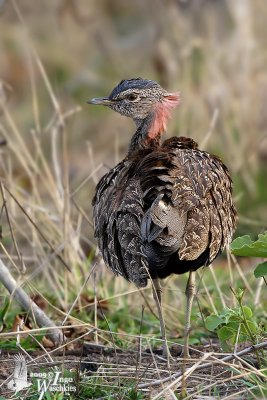 Adult male Red-crested Korhaan