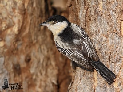 Black-backed Puffback (Dryoscopus cubla)