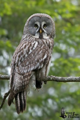 Adult male Great Grey Owl