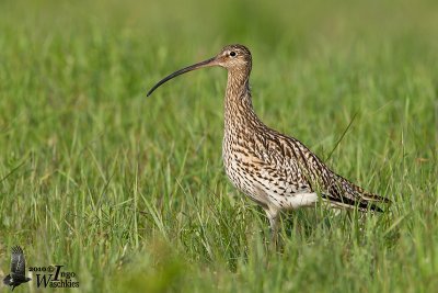 Adult Eurasian Curlew (ssp. arquata )