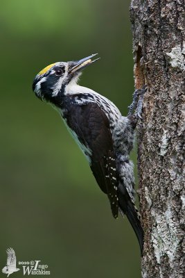 Adult male Eurasian Three-toed Woodpecker
