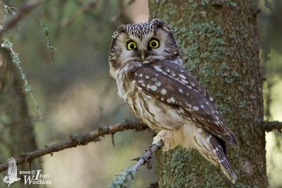 Adult Boreal Owl