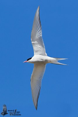 Adult Arctic Tern