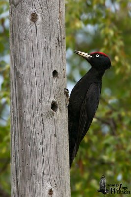 Adult male Black Woodpecker