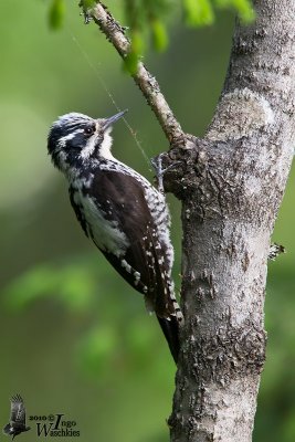 Adult female Eurasian Three-toed Woodpecker