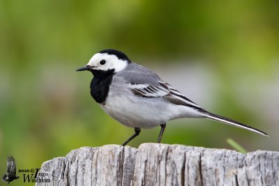 Adult male White Wagtail (ssp.  alba )