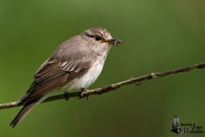Adult Spotted Flycatcher