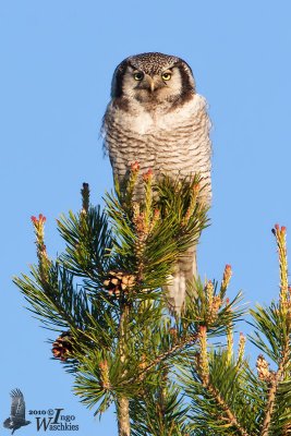 Adult Northern Hawk-Owl