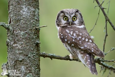 Adult Boreal Owl