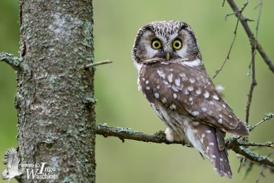 Adult Boreal Owl