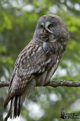 Adult male Great Grey Owl with vole