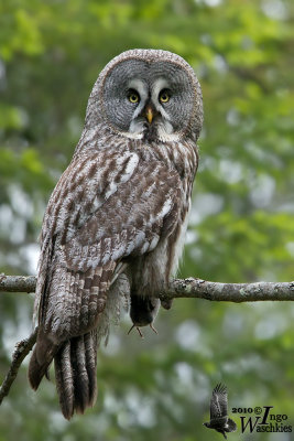 Adult Great Grey Owl with prey