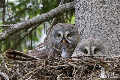 Great Grey Owl couple on nest
