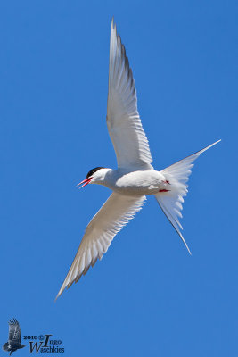 Adult Arctic Tern