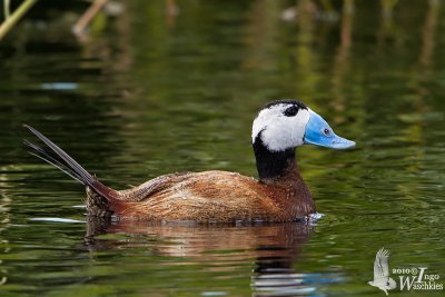 Adult male White-headed Duck in breeding plumage