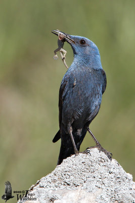 Adult male Blue Rock Thrush with prey