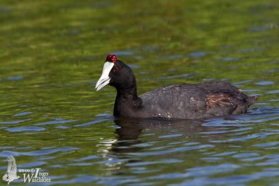 Adult Red-knobbed Coot