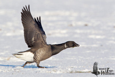 Adult Brant Goose
