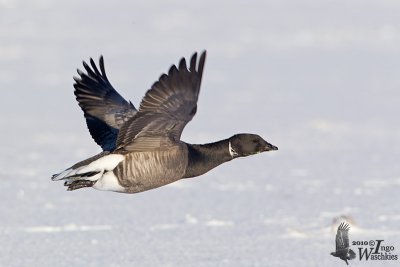 Adult Brant Goose (ssp. bernicla)