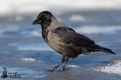 Adult hybrid Carrion x Hooded Crow