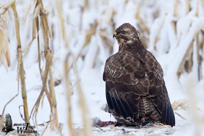 Juvenile Common Buzzard with dead young Herring Gull