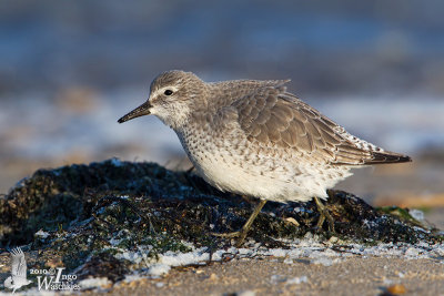 Red Knot in first non-breeding plumage