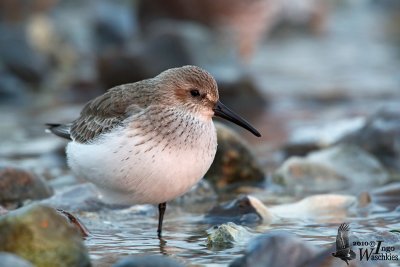 Adult Dunlin in non-breeding plumage