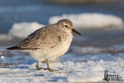 Red Knot in first non-breeding plumage