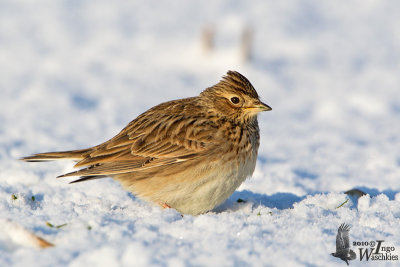 Eurasian Skylark