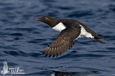 Adult Bridled Murre