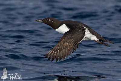 Adult Bridled Murre