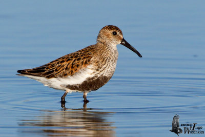 Adult Dunlin in breeding plumage