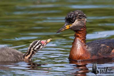 Adult Red-necked Grebe with chick