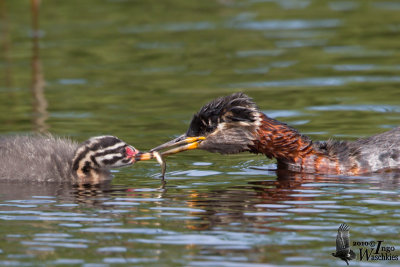 Adult Red-necked Grebe (ssp. grisegena) with chick