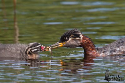 Adult Red-necked Grebe (ssp.  grisegena ) with chick
