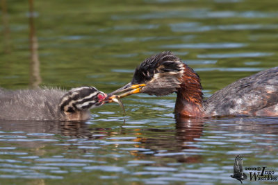 Adult Red-necked Grebe (ssp. grisegena) with chick