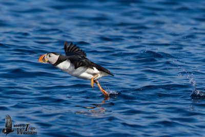 Adult Atlantic Puffin