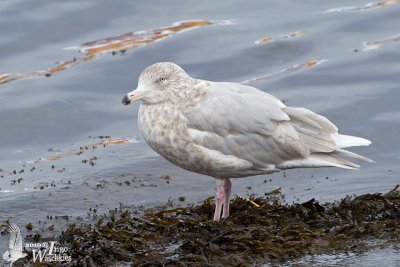 Immature Glaucous Gull (second winter)