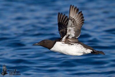 Adult Common Murre