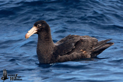 Immature Northern Giant Petrel