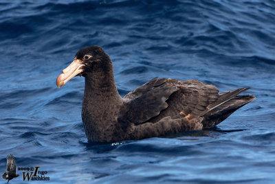 Northern Giant Petrel (Macronectes halli)