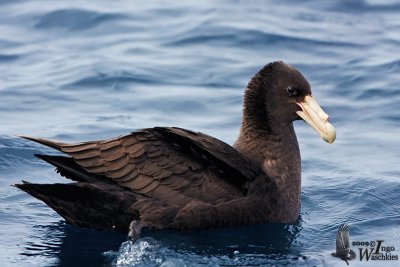 Immature Southern Giant Petrel