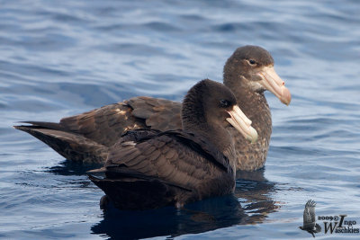 Immature Southern Giant Petrel (front) and Northern Giant Petrel (back)