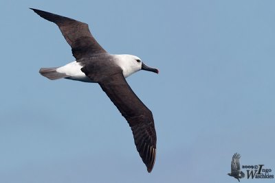 Adult Indian Yellow-nosed Albatross